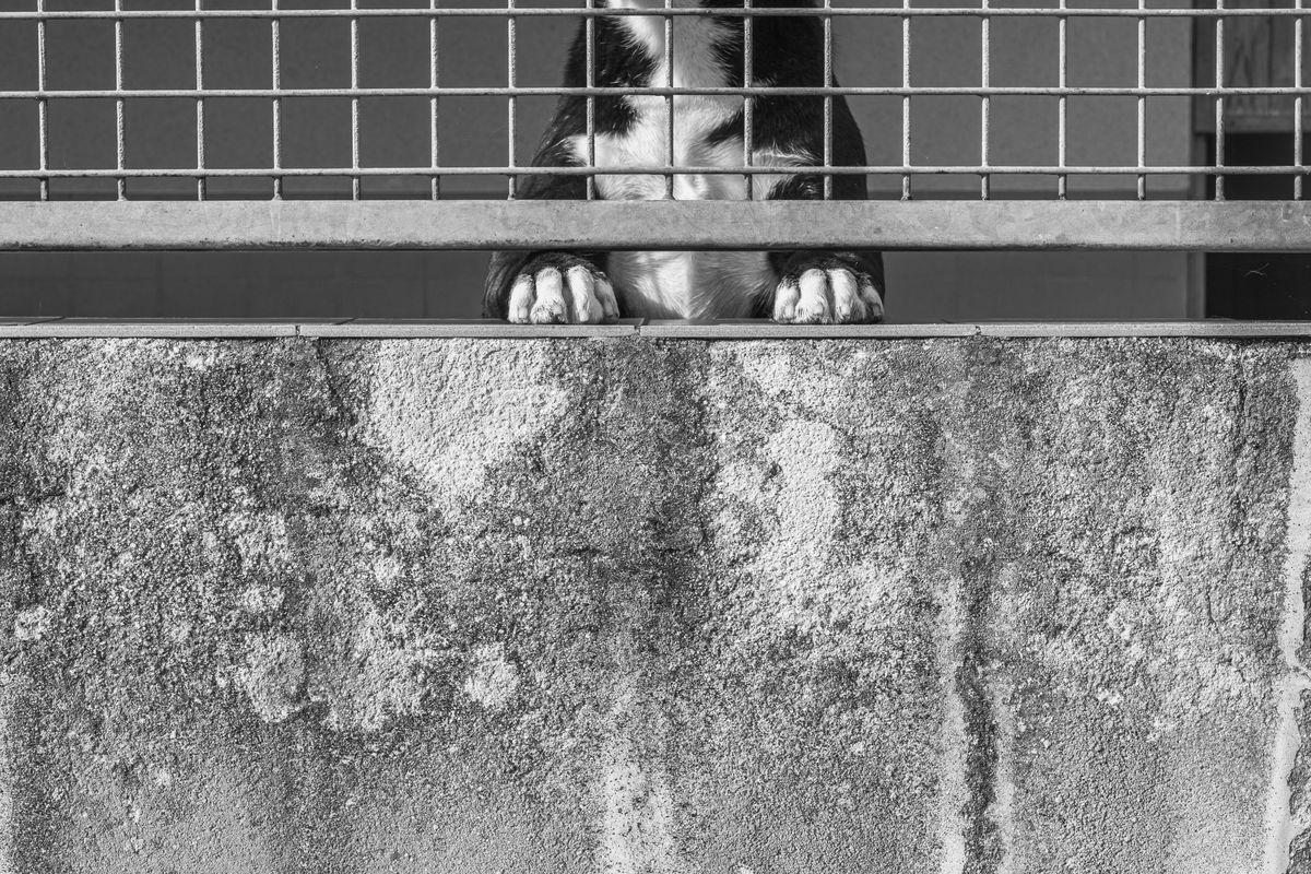 SPPA Refuge d'Amiens